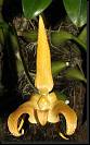 Bulbophyllum lobbii * Rodrigo Remolina
 * 612 x 986 * (137KB)